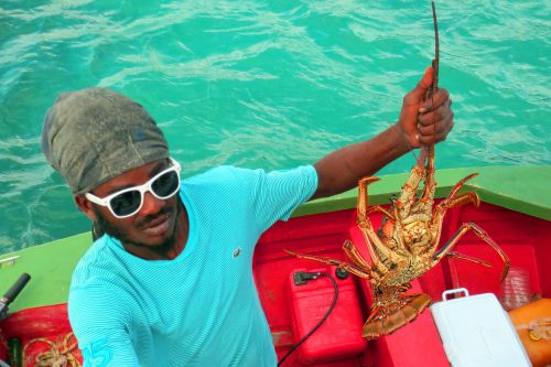 Mayreau-langouste