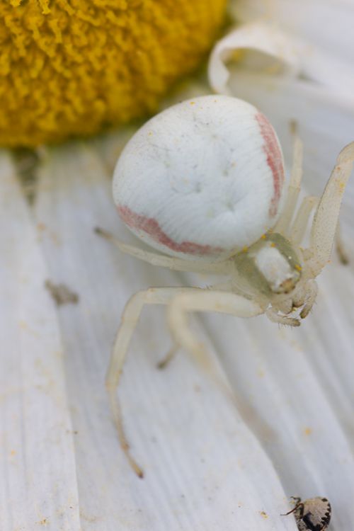 araignée crabe