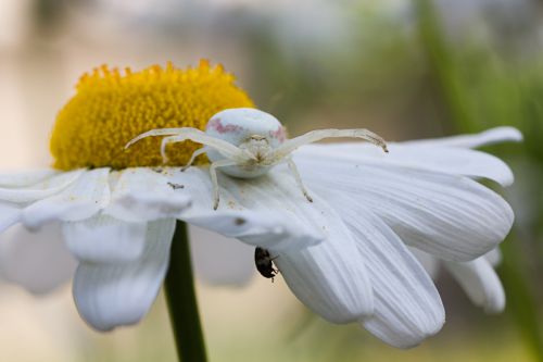 araignée crabe guettant sa proie