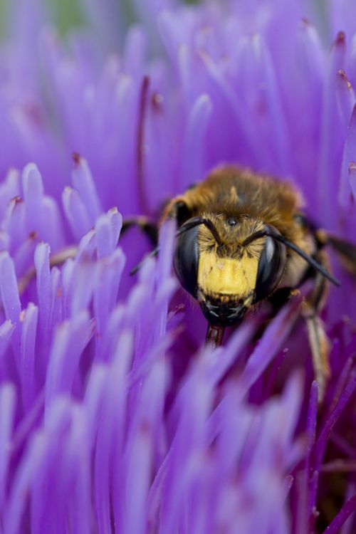 abeille sur artichaud