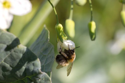 abeille sur fleur de poivron