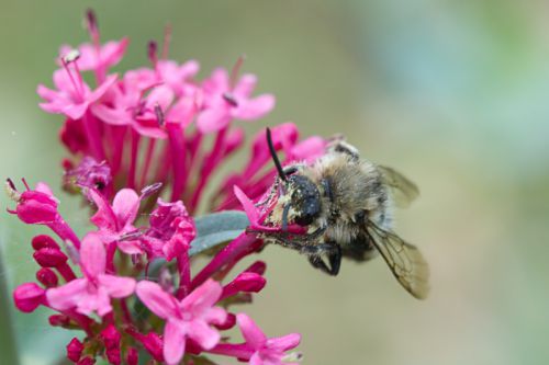 abeille sur fleur rose