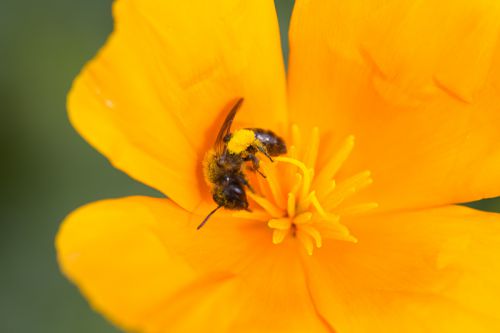 abeille sur pavot de Californie