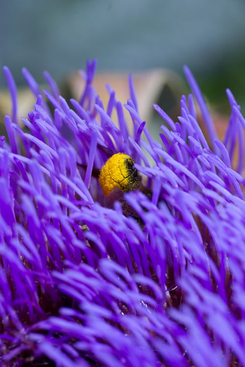 abeille sur artichaud