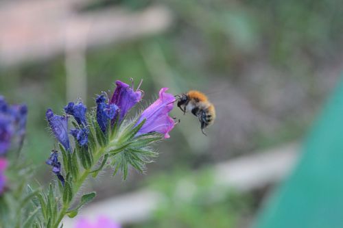 abeille sur fleur bleue