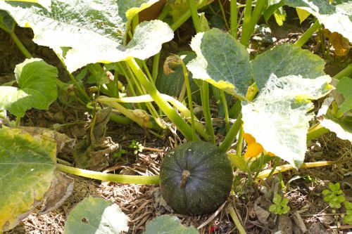 courgette ronde