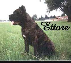 ettore