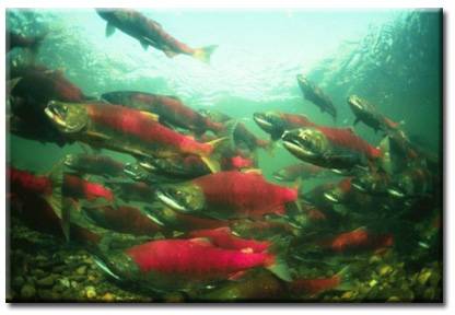 saumon rouge d'alaska