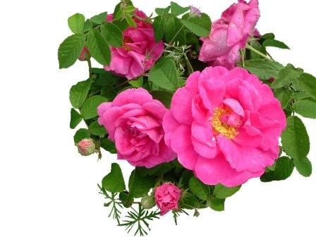 Rose de Provins 