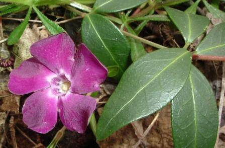 Vinca minor atropurpurea