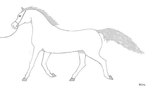 Un cheval arabe