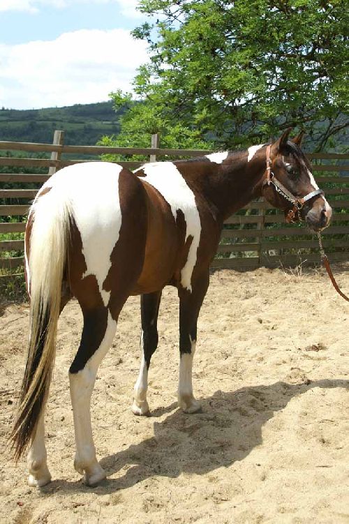 Un paint horse