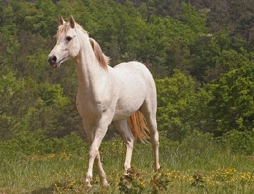 Un magnifique cheval