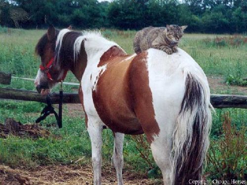 Un chat sur la croupe