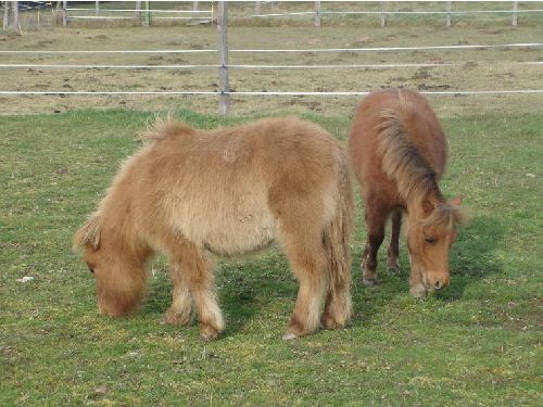 Des poneys