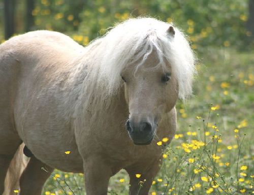 Un Shetland palomino