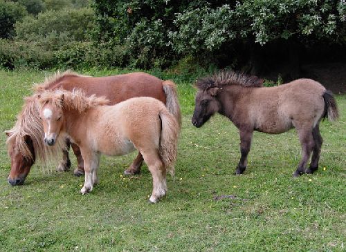 3 beaux Shetlands