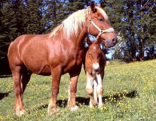 Un palomino et son poulain