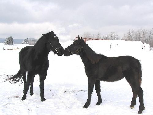 Deux chevaux noirs