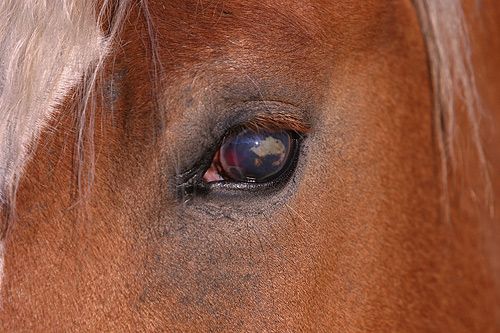 Un oeil d'haflinger