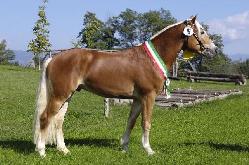 Un haflinger de compèt'