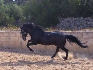 Un beau cheval noir