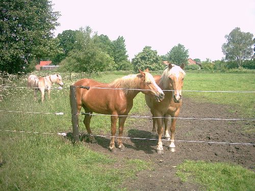 Des haflingers au pré