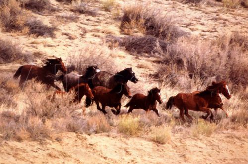 Mustangs dans le Wyoming