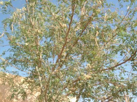 Projet de Promotion et de Diffusion du Moringa Oleifera dans le TRARZA/2004