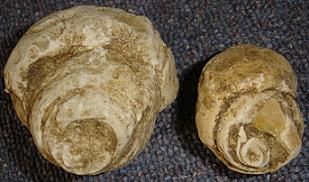 Fossiles trouvé a saint vallier de thiey (06)