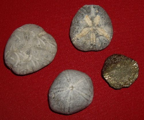 Fossiles oursins du crétacé