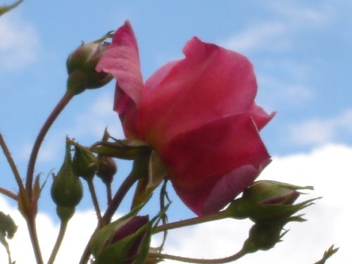 Rose matinale
