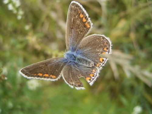 Polyommatus_icarus.jpg