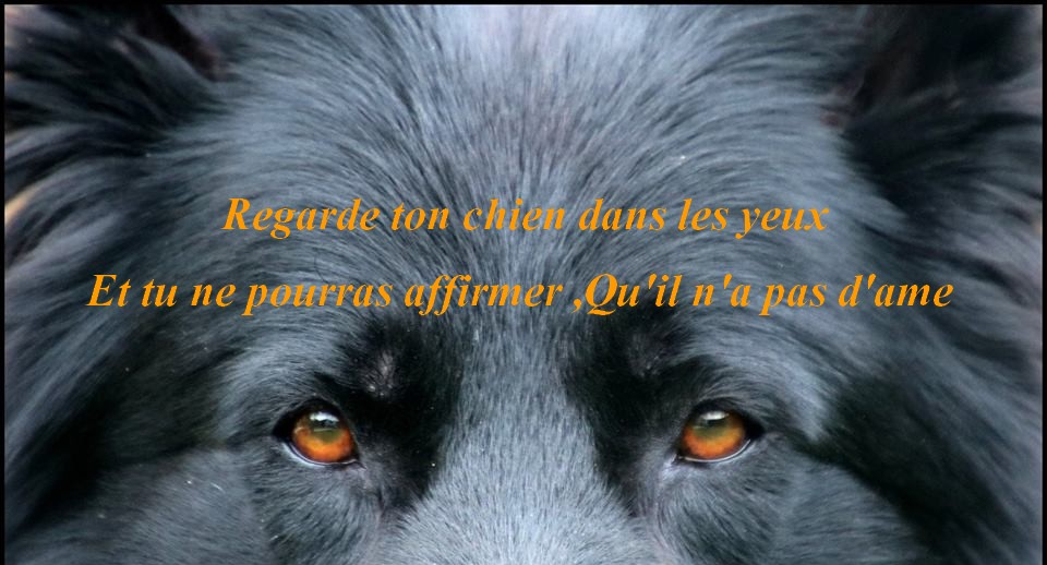 LES LOUPS DE VARNAGILE