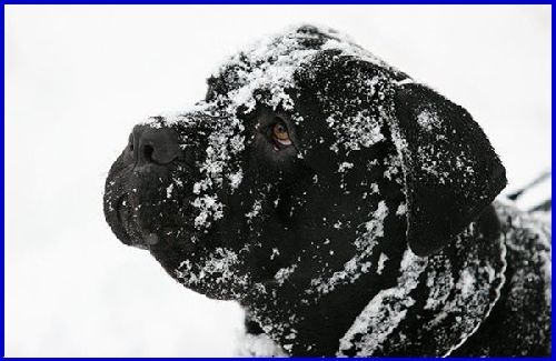 CANE  CORSO  MADE  IN  RUSSIE