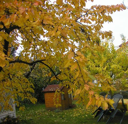 Ambiance automne au jardin