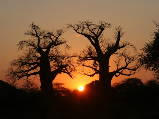 Afrique_du_Sud_Baobabs_at_Sunset[1].jpg