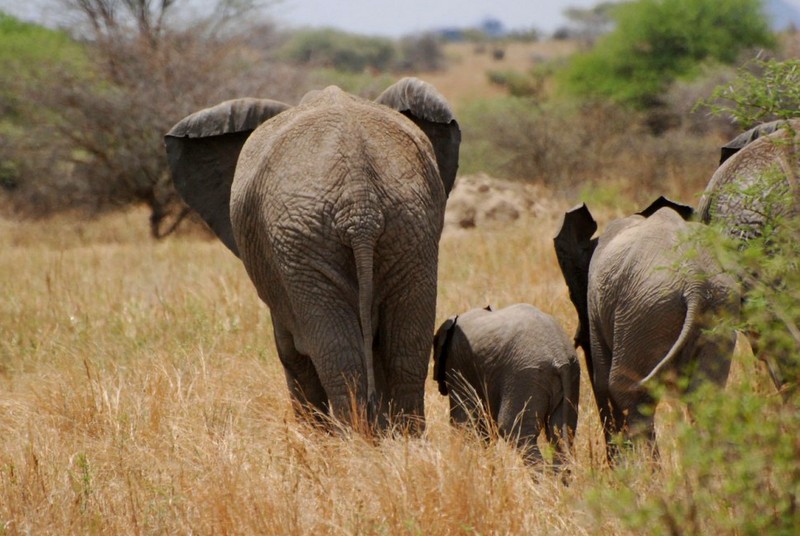 Kenya-animaux-elephants-savane-groupe-ag[1].jpg