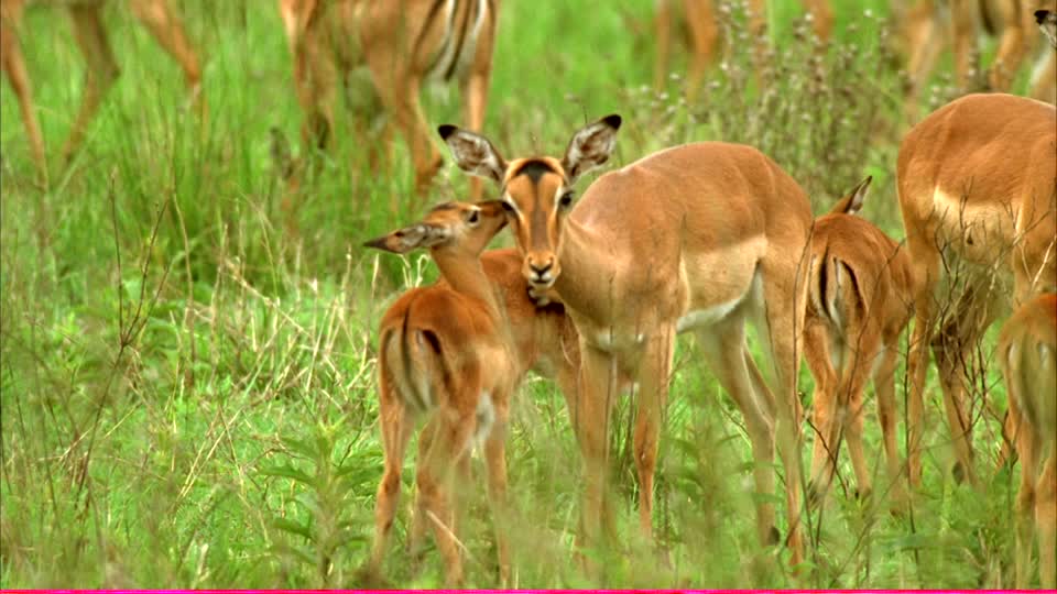 799949129-nyala-chevreau-impala-gazelle.jpg