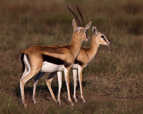 Gazelle_Thomsons_Masai_Mara-11.jpg