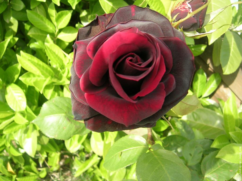 rose-noire-dscn2108.jpg