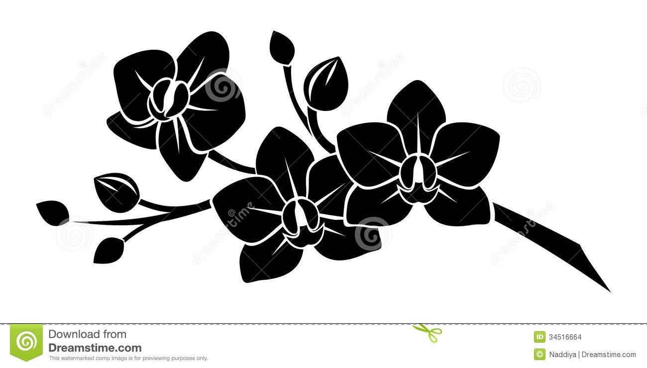 silhouette-noire-des-fleurs-d-orchide-34516664.jpg