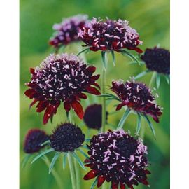 graines-de-scabieuse-noire-chile-fleur-vivace-916735141_ML.jpg
