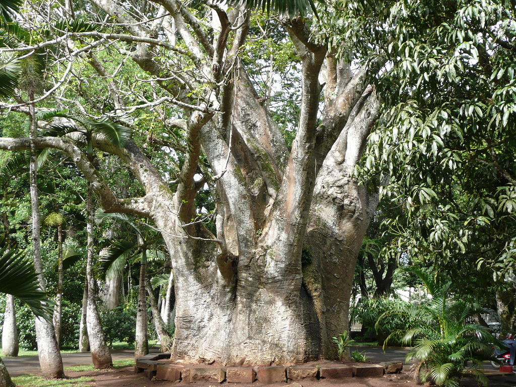 1024px-Adansonia_digitata_01_by_Line1.JPG