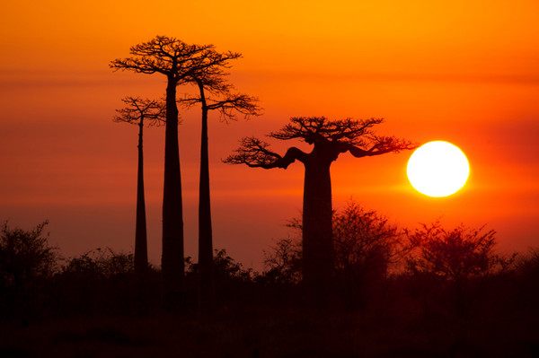 baobab-trees-MDoubrava_reference.jpg