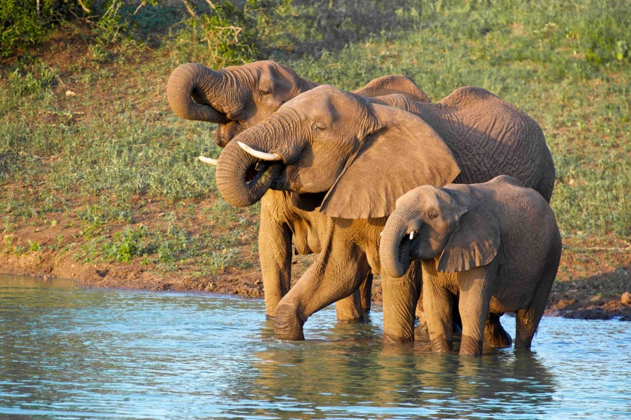 Elephants-Thanda-Kwa-Zulu-Natal-lowres-lowlow[1].jpg