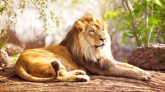 Lion-Animal-Totem-1.jpg