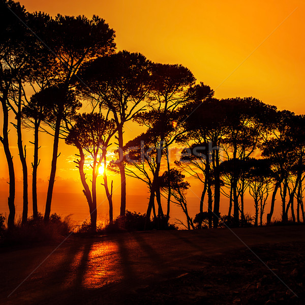 2274569_stock-photo-beautiful-trees-on-sunset.jpg