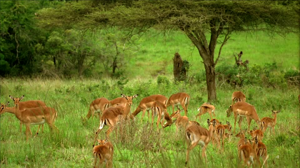 378633084-nyala-impala-gazelle-troupeau.jpg