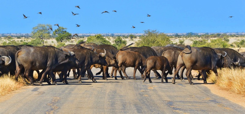 Afrique_du_Sud__Johanesbourg_Le_Cap_Chutes_Victovia_Kruger_19.jpg